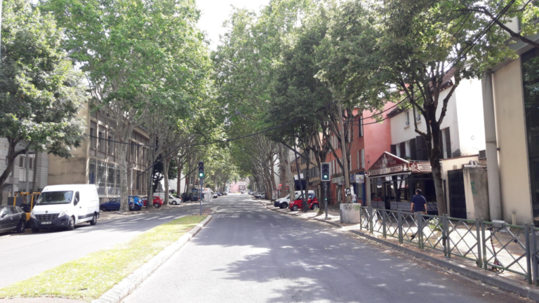 Read more about the article Pétition Sauvons les arbres de la RD 910