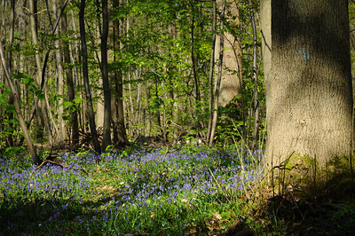 Read more about the article Forêts urbaines