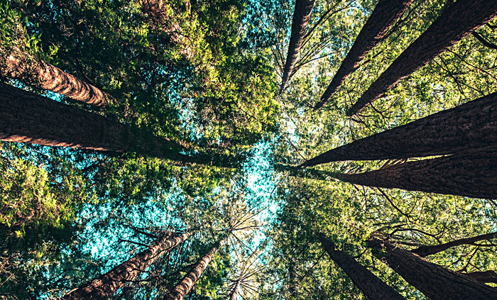 Read more about the article Projet “Planter des arbres en villes”