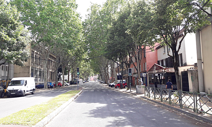 Les arbres en ville, un défi innovant